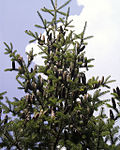 Profile Picture of Abies balsamea - Wikipediaon Wikipedia