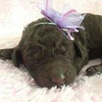 Profile Picture of Bobbi Huber (@bobbihuber) on Instagram