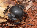 Profile Picture of Dung beetleon Wikipedia