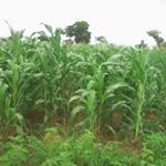 Profile Picture of Jamilu Alhasan Salihu (@jamilu.james.902) on Instagram