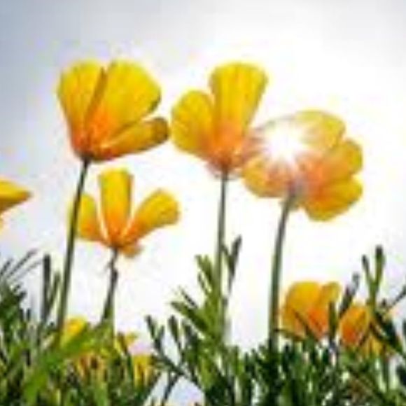 Profile Picture of Kyley Clevenger (@kclevenger) on Poshmark