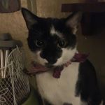 Profile Picture of Gustav Mahler (@mahler_gustav) on Instagram