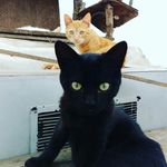 Profile Picture of Alex Kourtesis (@alexkourtesis) on Instagram