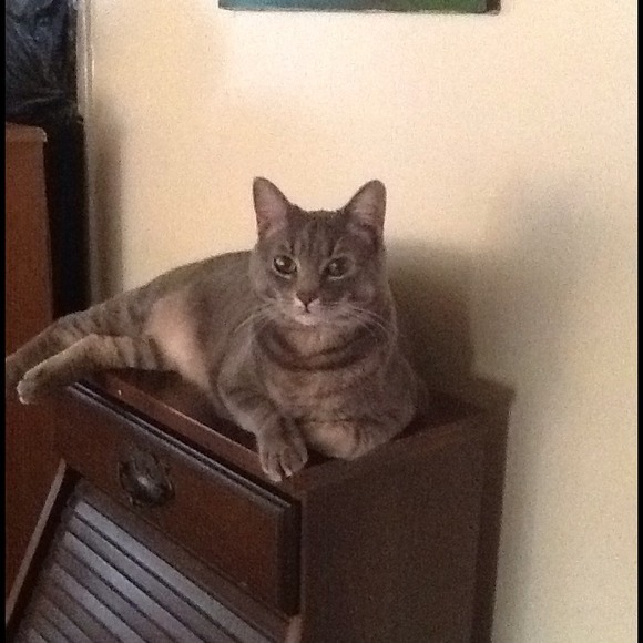 Profile Picture of Frances Mariconda (@frances1991) on Poshmark