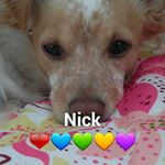 Profile Picture of nick procópio (@nick_procopio) on Instagram