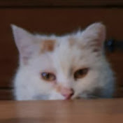 Profile Picture of Luca Mackinger (@lucamackinger286) on Youtube