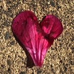Profile Picture of Lucinda Campbell (@llclovehearts) on Instagram