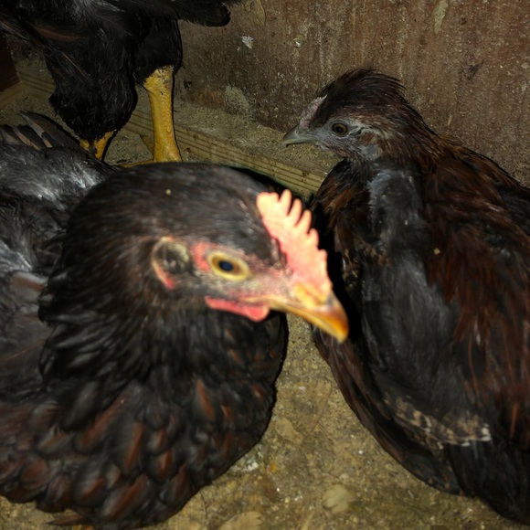 Profile Picture of Brad Holston (@bth999222) on Poshmark