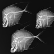 Profile Picture of Tony McGowan (@Tonymcgowansuction) on Youtube