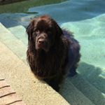 Profile Picture of Ron Kramer (@kronramer) on Instagram