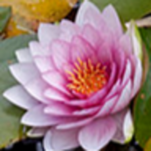 Profile Picture of Beverly Bryan (@beverlybryan47) on Poshmark