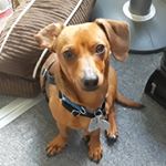 Winans Matthew - Instagram Profile Picture of Winans Matthew (@snowtiger191) on Instagram