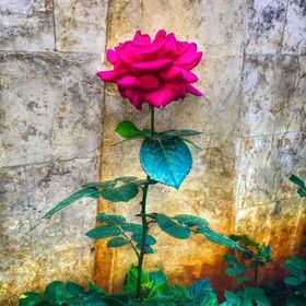 Profile Picture of roka (@rozitaka) on Pinterest