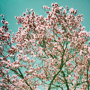 Profile Picture of Sam Nobles (@knottynobles) on Youtube