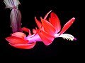Profile Picture of Plant reproductive morphologyon Wikipedia