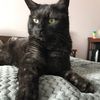 Profile Picture of ChelsiyCat (@chelsiycat) on Tiktok