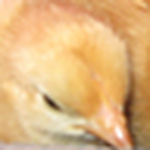 Profile Picture of Dely Loza (@lluyis1) on Flickr