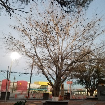 Profile Picture of Octavio Guillen Simuta (@GuillenSimuta) on Twitter