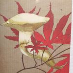 Profile Picture of Benjamin Maleson (@mushroomsrus) on Instagram