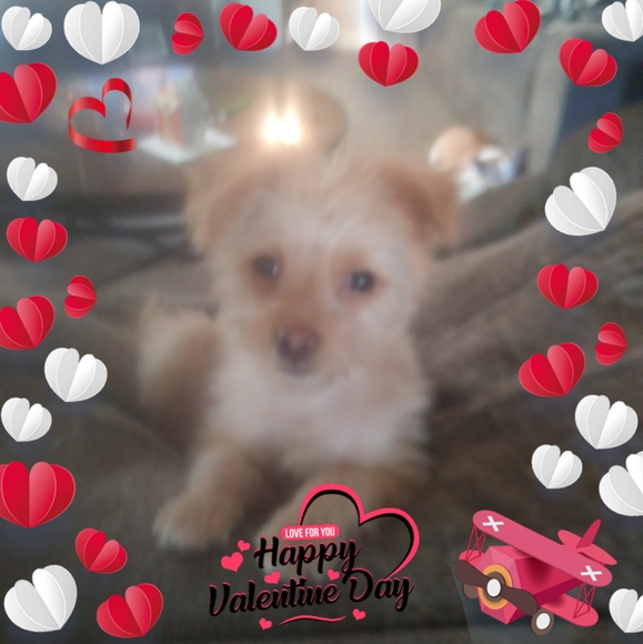 Profile Picture of Tammy Whiteman (@tammywhiteman35) on Poshmark