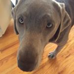 Profile Picture of Lucas Fox (@jellybean_hichew) on Instagram