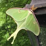 Profile Picture of Sharon McCartney (@sharieart) on Instagram