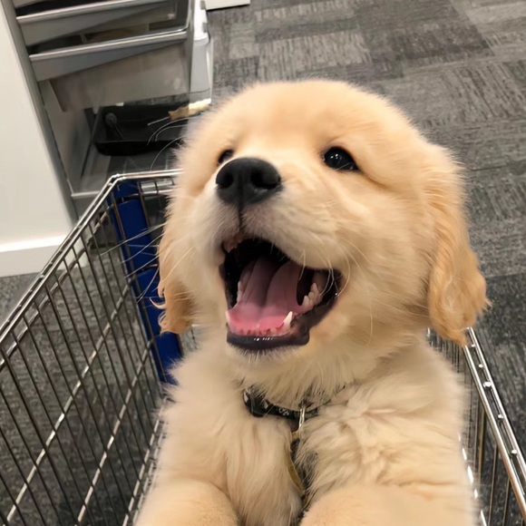 Profile Picture of Yan Zhang (@iiswoo) on Poshmark