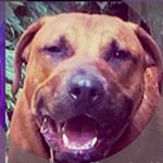 Profile Picture of Paul George (P.G.) (@pg_the_bulldog) on Instagram