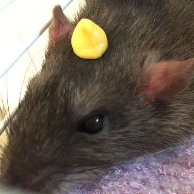 Profile Picture of Qingdu (@qingdu9356) on Twitter