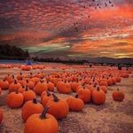 Profile Picture of Melody Foster (@melody.foster2) on Instagram