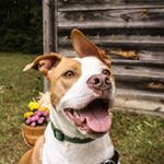 Profile Picture of Buck Boyd 🐾 (@thatpupbuck) on Instagram