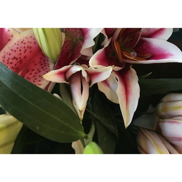 Profile Picture of Lily Lily (@alicechheu88) on Poshmark