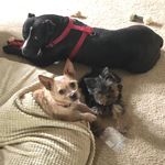 Profile Picture of Yolanda Flesher Davis (@thecutemotleycrew) on Instagram