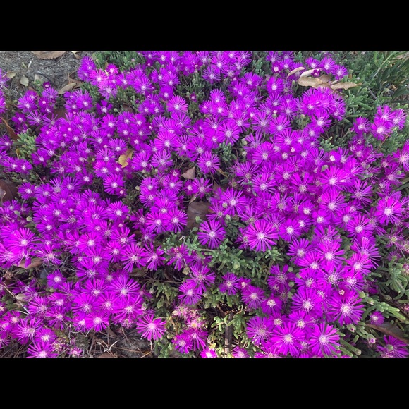 Profile Picture of Nazi Moghadam (@yousefim) on Poshmark