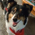 Profile Picture of Soffee (@soffee_the_aussie) on Instagram