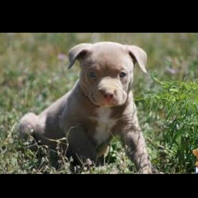 Profile Picture of Nicholas Mayes (@icecaps10) on Twitter