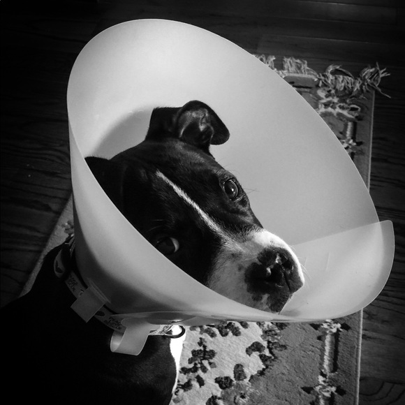 Profile Picture of Chris Costa (@jerzeeboy) on Poshmark