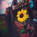 Profile Picture of Julia Ibrahim (@julia.ibrahim.3192) on Facebook