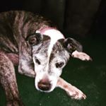 Profile Picture of Joy Gibbs (@camille31571) on Instagram