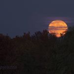 Profile Picture of Carol Spicuzza (@carol.spicuzza_art) on Instagram