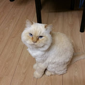 Profile Picture of JOHN TRINH (@TheKamikaze9413) on Youtube