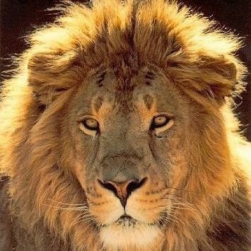 Profile Picture of Bob Aslan (@NarniaDad) on Twitter