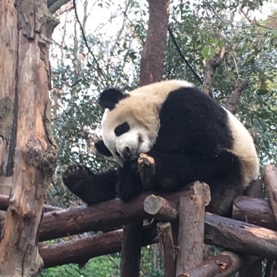 Profile Picture of Yu Yang (@bigdream_yu) on Twitter