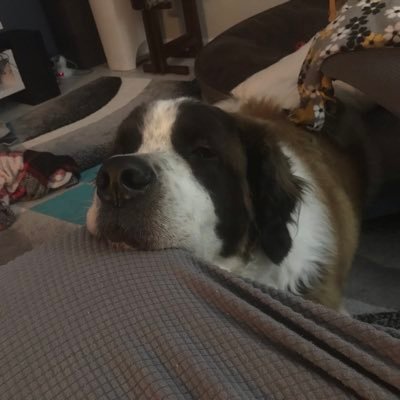 Profile Picture of Joey Snyder (@jasnyder123) on Twitter