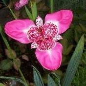 Profile Picture of April Lindenmuth (@april.lindenmuth) on Tiktok