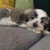 Profile Picture of user2565492459046 (@@susan_asher65) on Tiktok