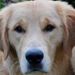 Profile Picture of Andrea Malmont (@andrea_malmont) on Pinterest