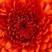 Profile Picture of Lisa Frith (@frith1086) on Pinterest