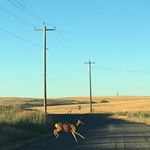 Caroline Goodell Drazek - Instagram Profile Picture of Caroline Goodell Drazek (@practicalcats) on Instagram