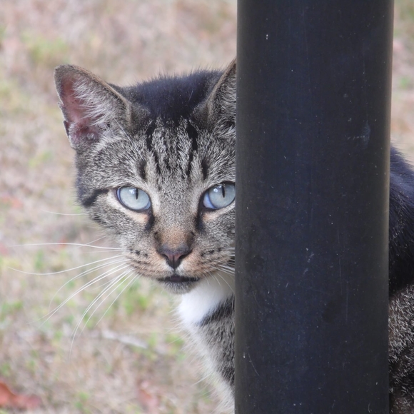 Profile Picture of John Townsend (@catguy1902) on Poshmark